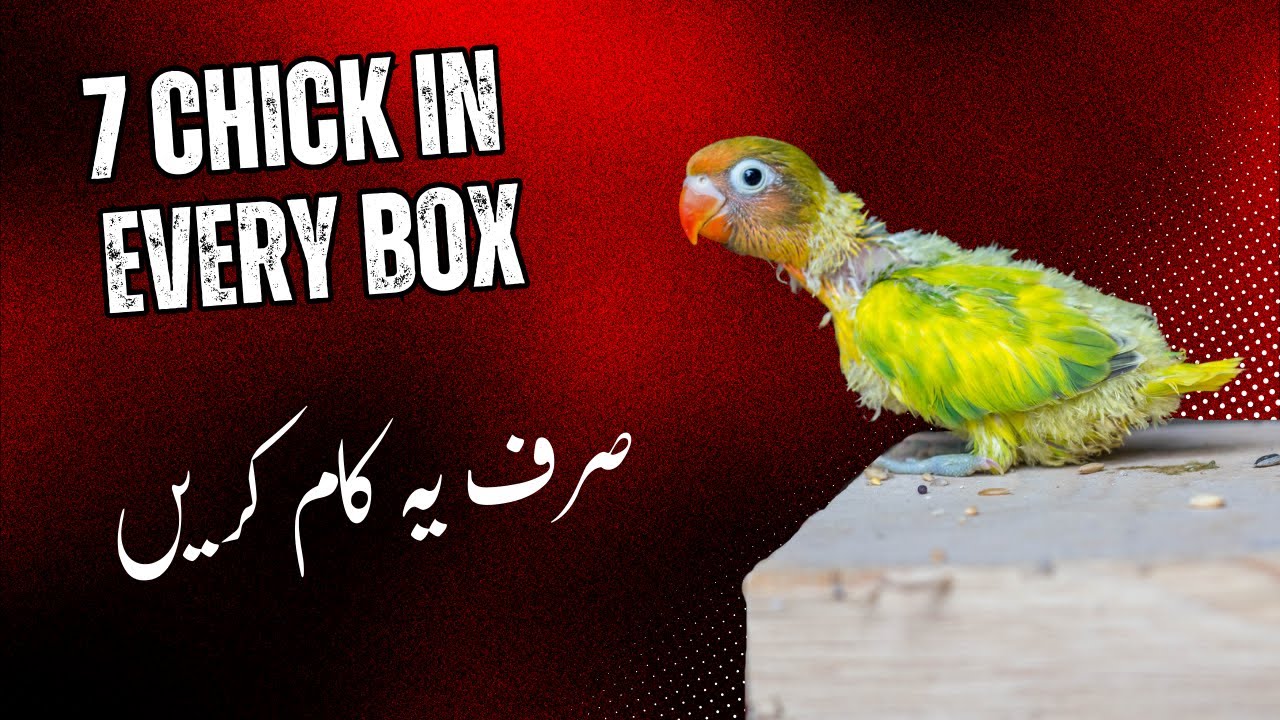 Top 10 Essentials You Must Know Before Breeding Lovebirds budgies and cockatiels