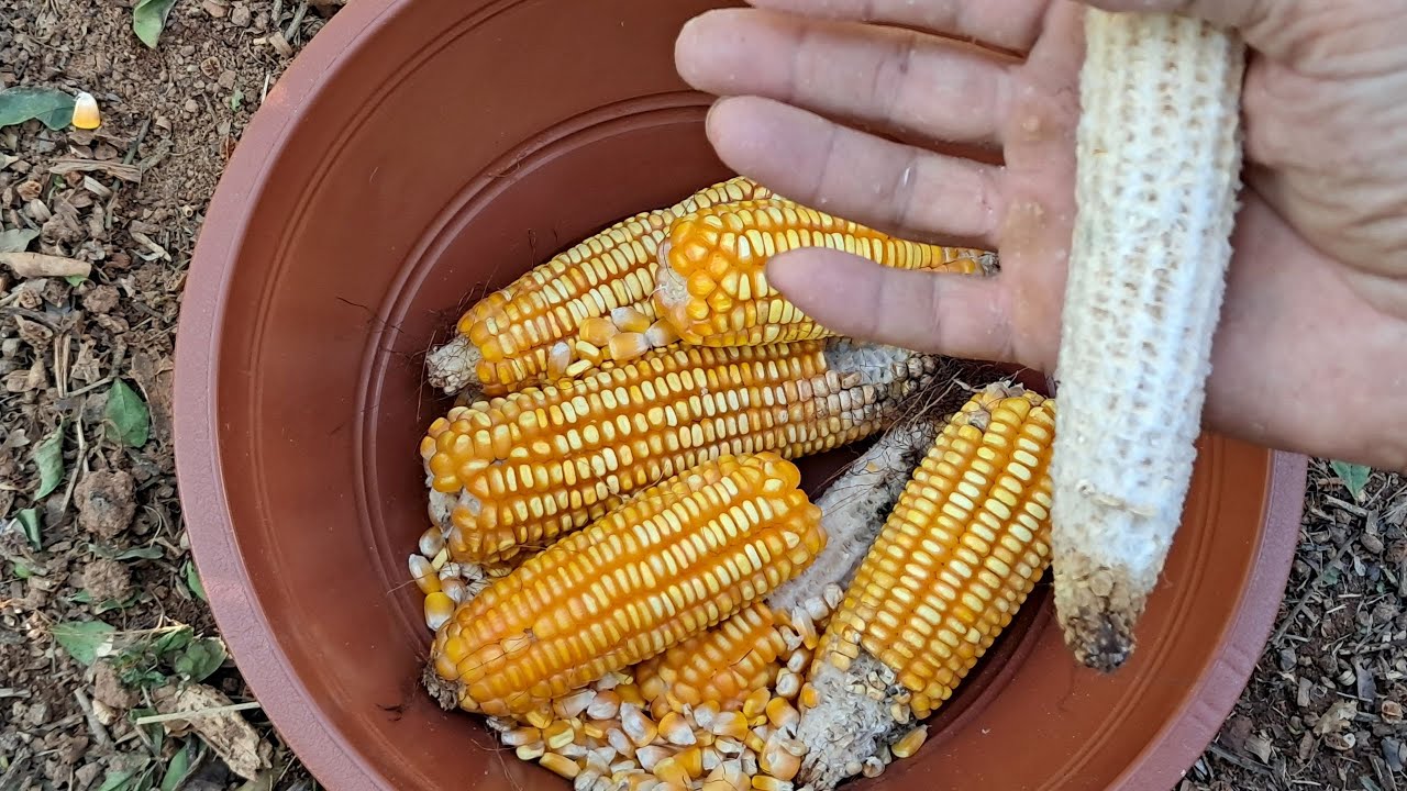 COMO DEBULHAR MILHO SECO R&Aacute;PIDO DE FORMA SIMPLES E SEGURA