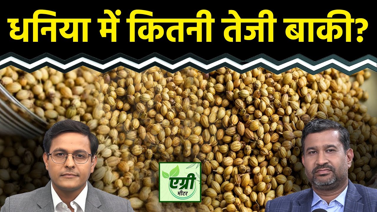 Agri News: NCDEX पर धनिया खरीदें या बेचें?