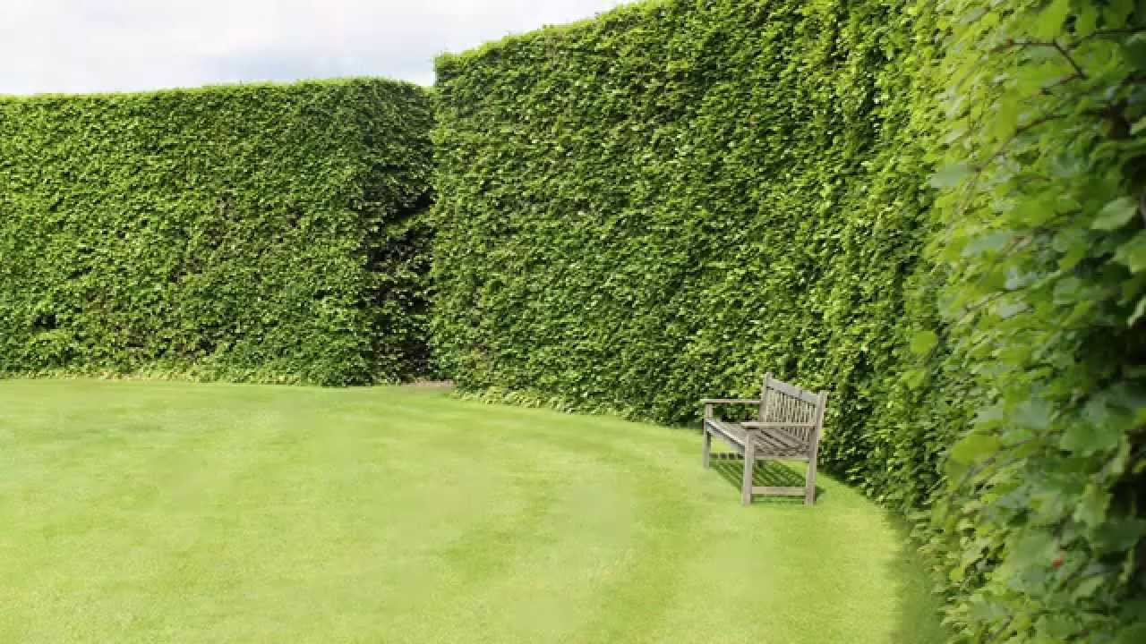 A focus on Beech hedging: All you need to know about Fagus sylvatica
