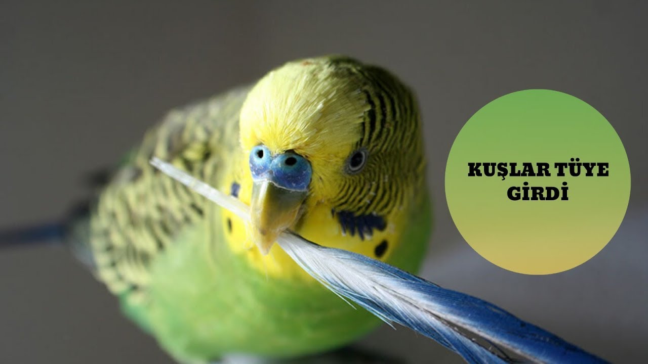 Tüydeki Muhabbet Kuşu Bakımı