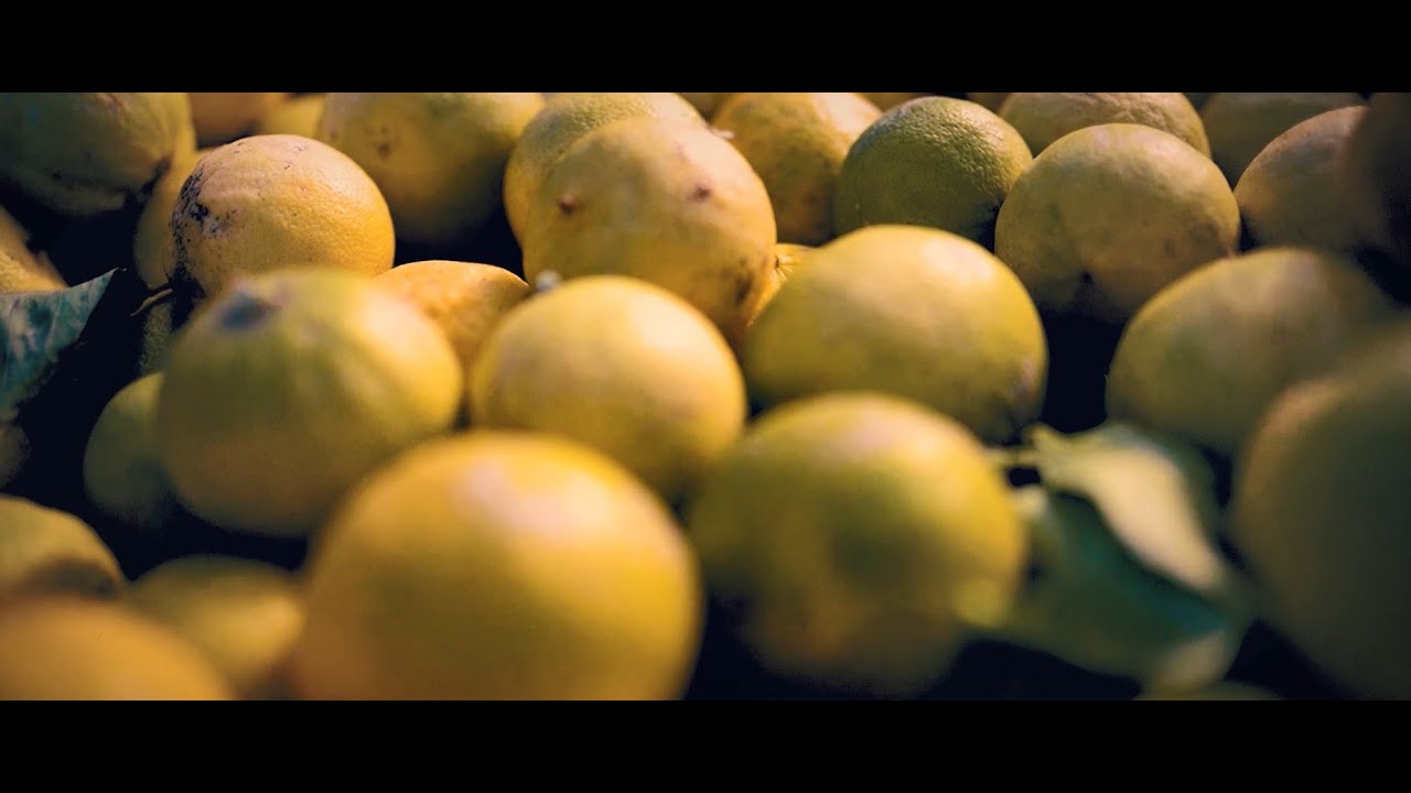 Il bergamotto - L'agrumeto, il frutto, la trasformazione in olio essenziale