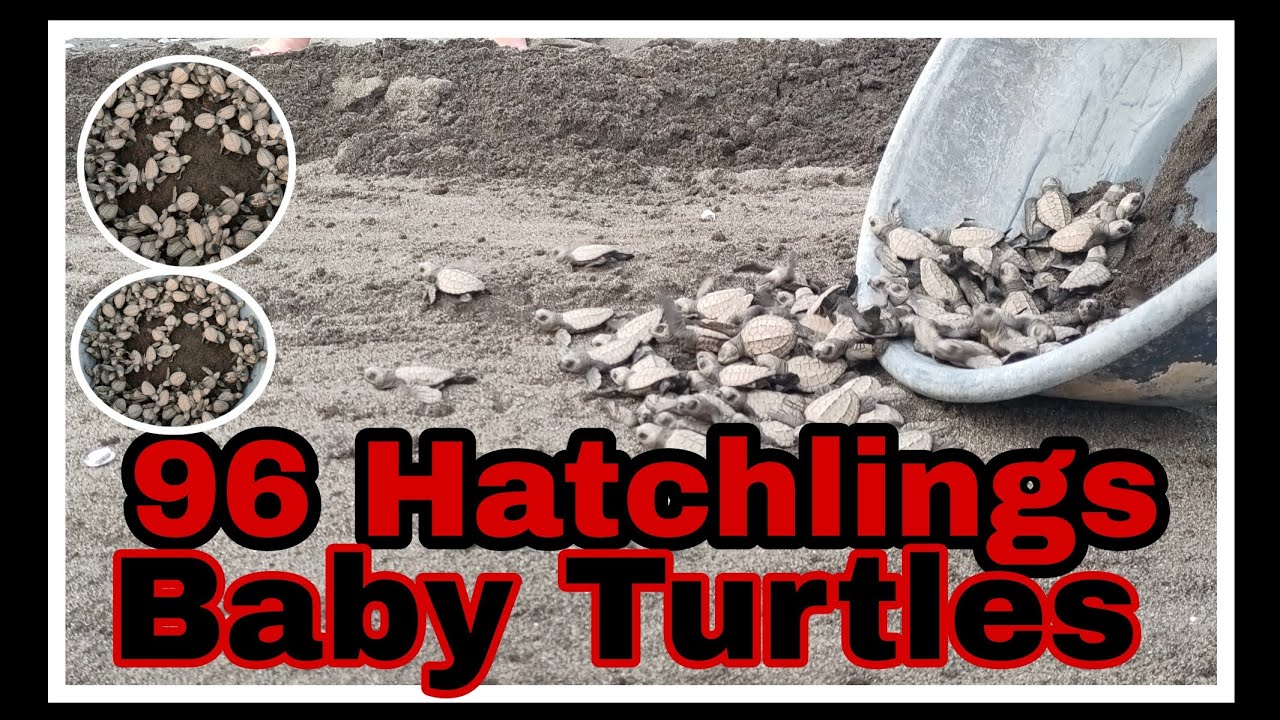 96 Hatchlings Baby Turtles