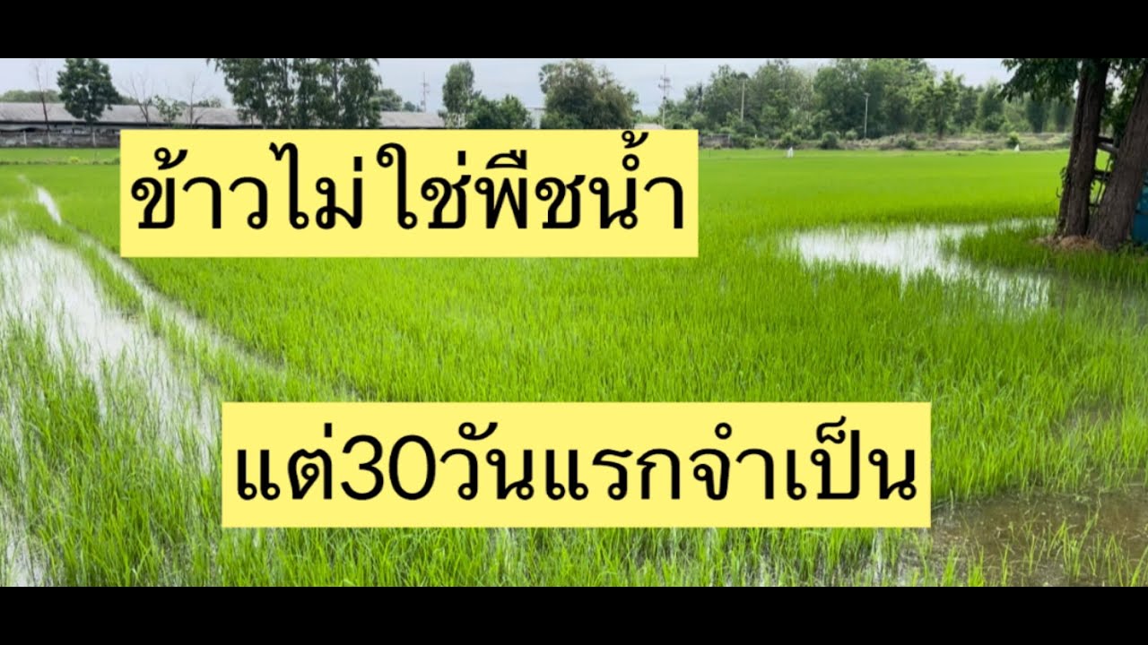 ข้าวนํ้าท่วมช่วง30วันแรกผลจะเป็นไง