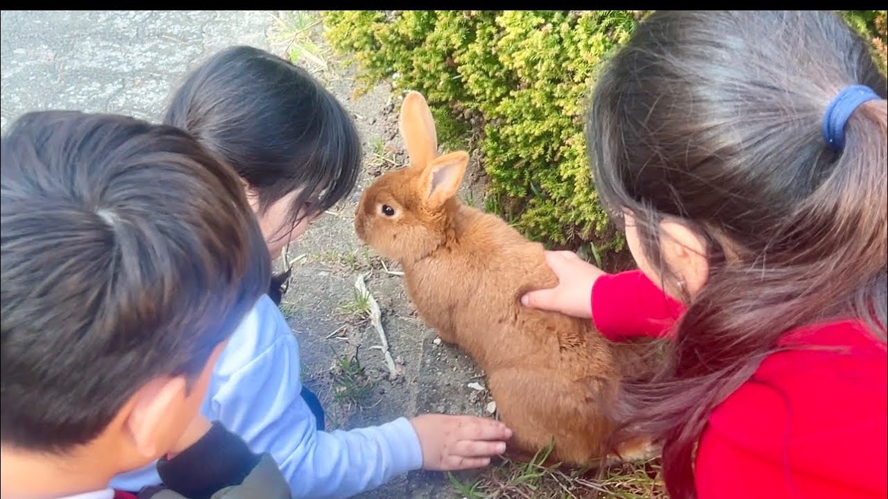 Großputz angesagt für honey mein Kaninchen 🩷/ Kaninchenbande