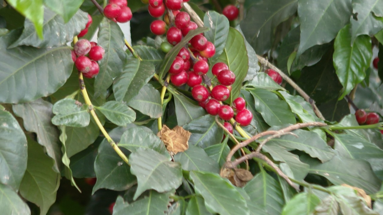 Value Addition of Coffee 