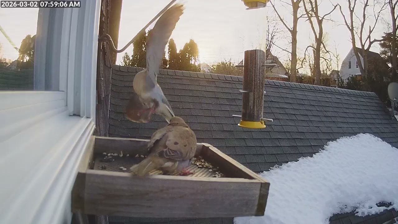 Daily Birdfeeder Highlight Reel (Monday)