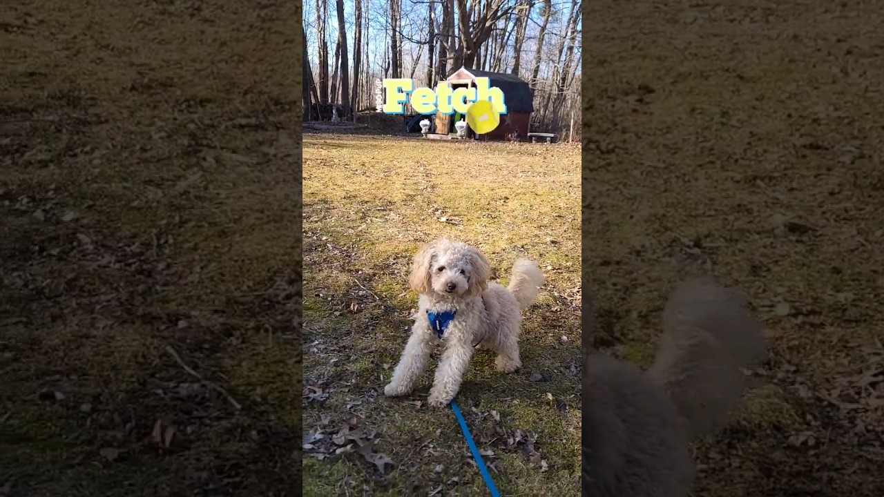 Cute Toy Poodle Plays Epic Game of Fetch! #shorts #dog #pets