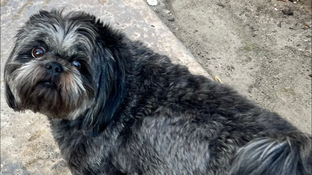 Sunday Morning Pack Walk 