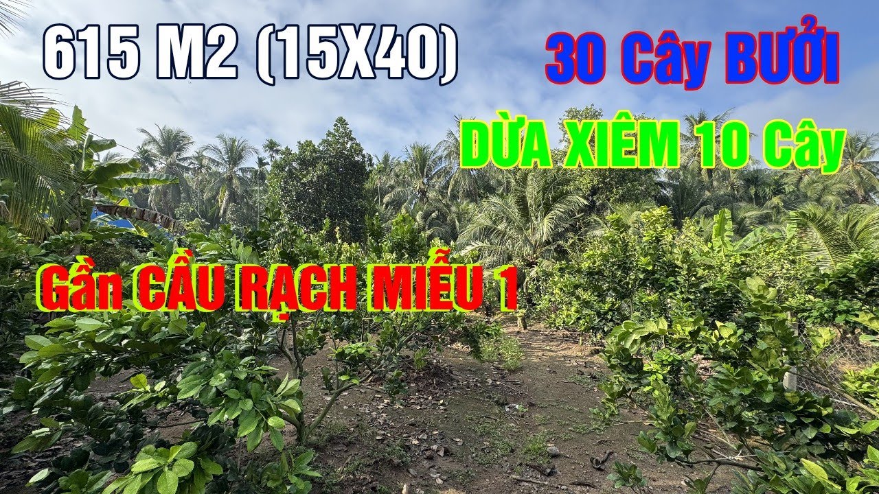 ĐẤT VƯỜN BƯỞI DỪA XIÊM 615 M2 GẦN CẦU RẠCH MIỄU KHU DU LỊCH CỒN PHỤNG