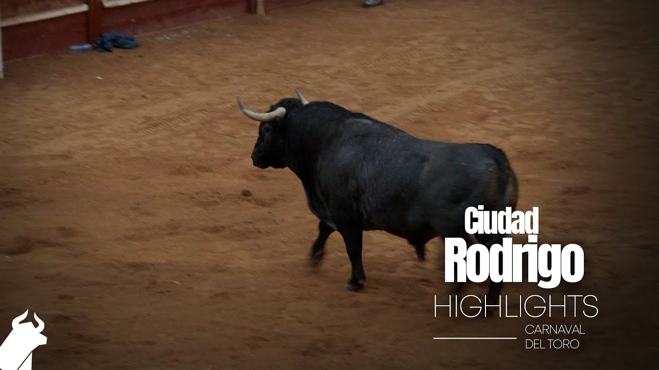 Toro de VICTORINO MARTÍN en CIUDAD RODRIGO
