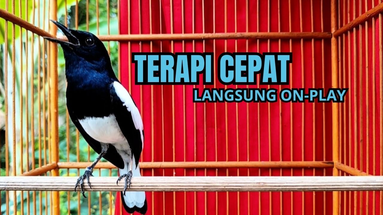 Suara Burung kacer gacor NGEPLONG tarung ini paling ampuh buat PANCINGAN KACER agar EMOSI Nyaut