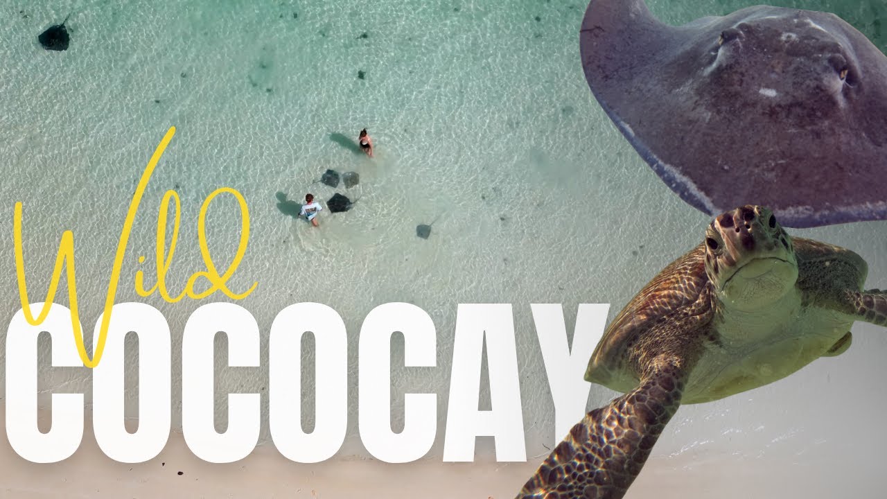 Up Close with Stingrays & Sea Turtles at CocoCay! 🐢 Our Most Magical Sail Yet