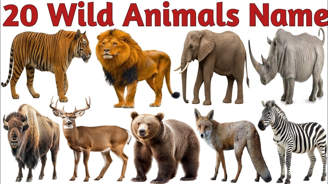 20 जंगली जानवरों की मज़ेदार वीडियो | Learn 20 Wild Animals Names for Kids | Animals Video 