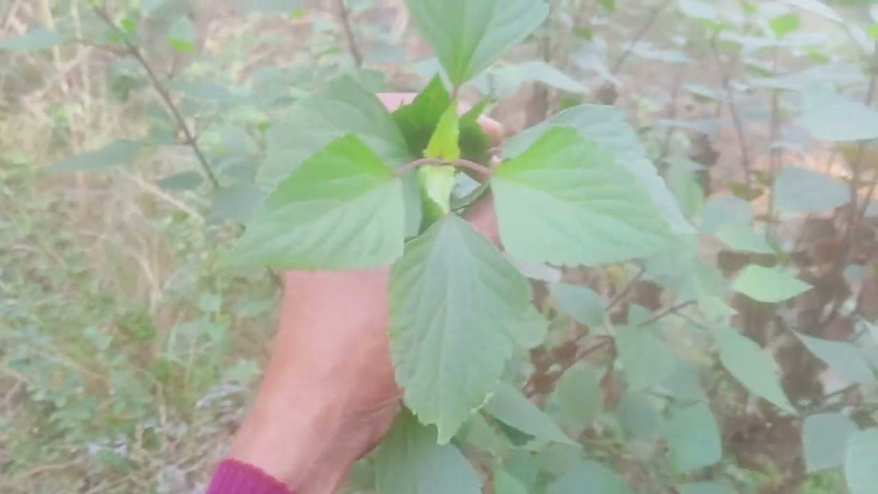 Mexican devil ( Ageratina adenophora) Medicinal Plant 