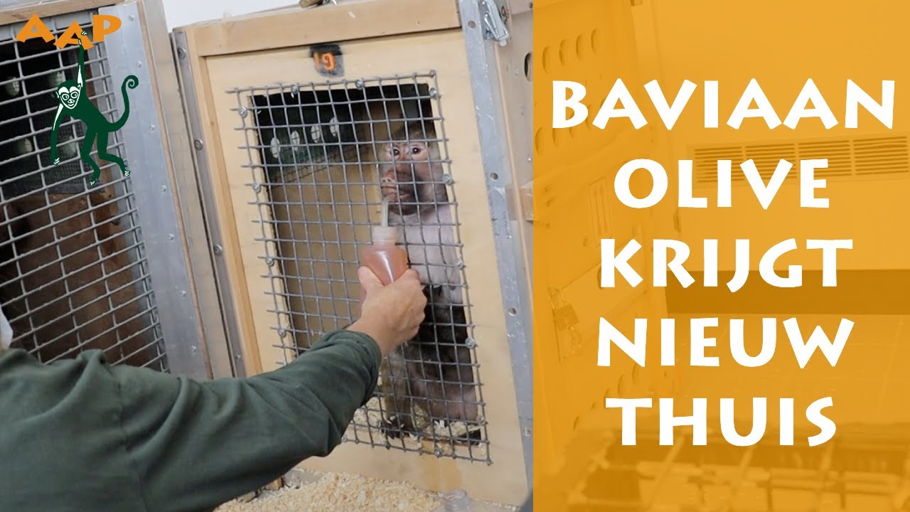 Jonge baviaan Olive met pleegmoeder Simone naar nieuw thuis - Stichting AAP
