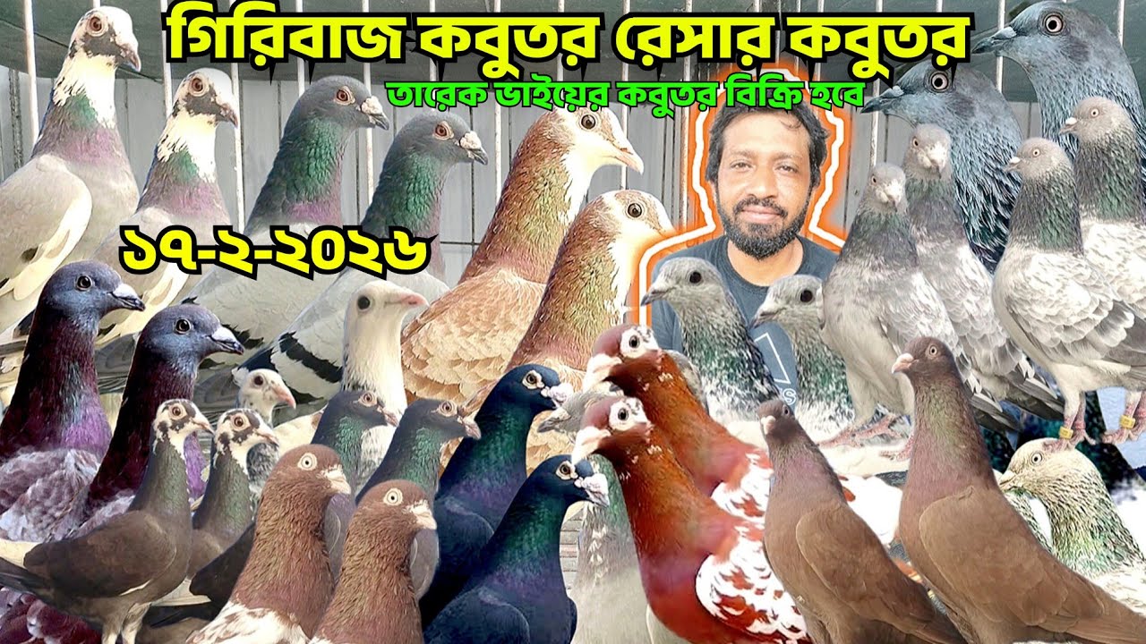 তারেক ভাইয়ের গিরিবাজকবুতর, ক্লাবের রেসার কবুতর কিনুন, কবুতর দাম জানুন। mohsintv 