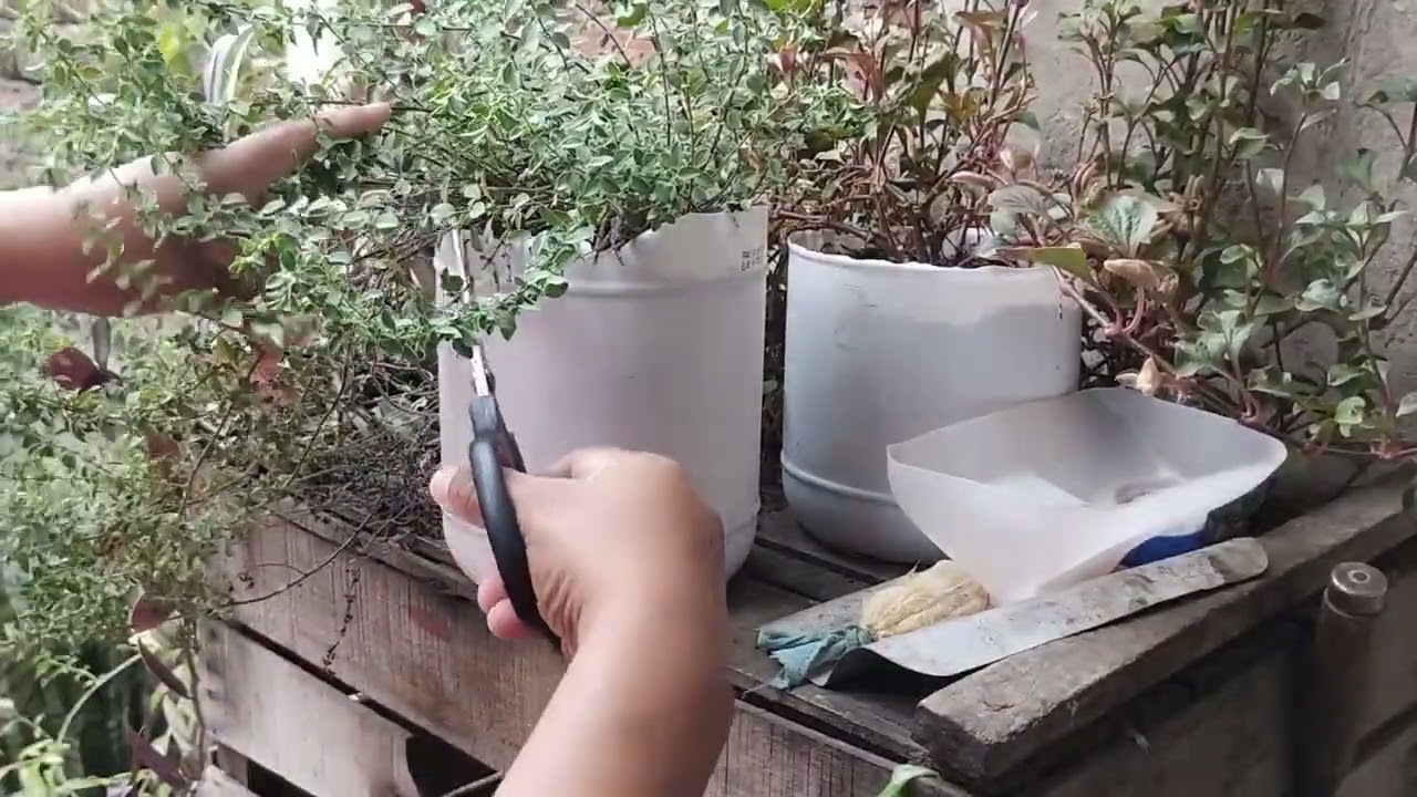 Podando el orégano 