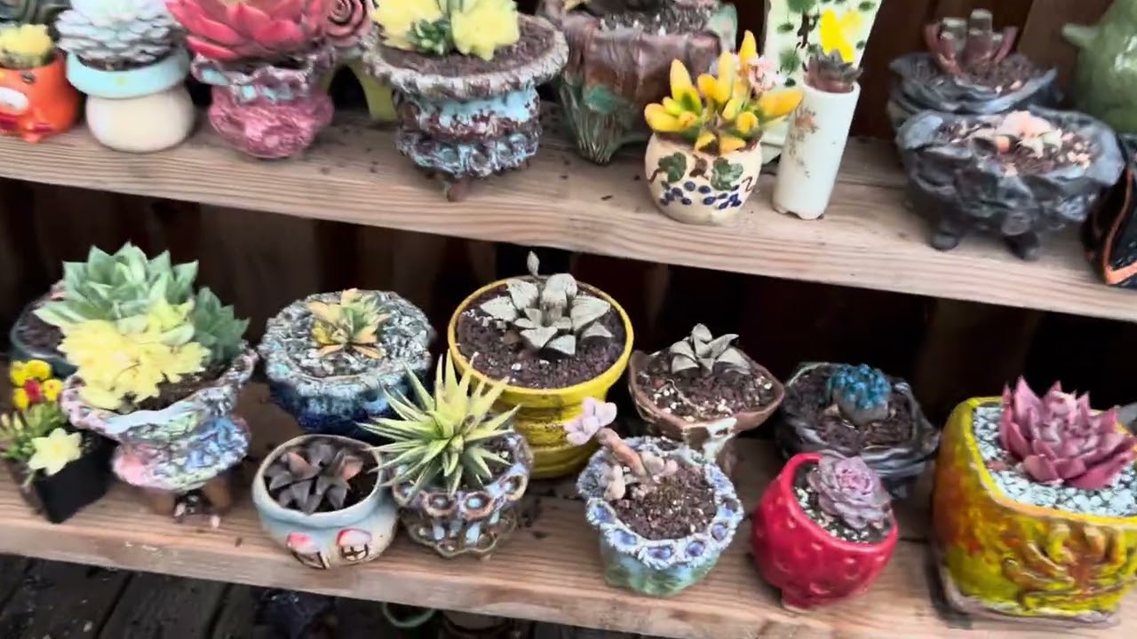 February 3, 2026 Beautiful Korea Succulents on Sale at Ngân garden 4086615751