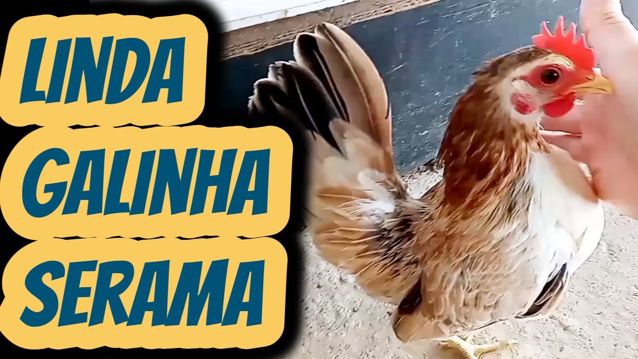 Linda galinha da raça Serama produtora de ovos galados férteis para chocar. Aves miniaturas exóticas