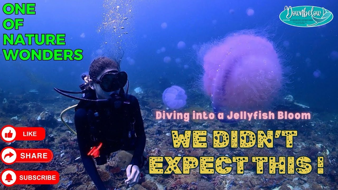 JELLYFISH DIVE - SABAH