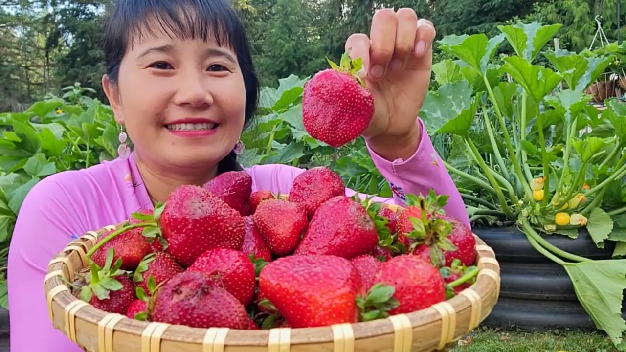 THU HOẠCH NGUYÊN RỔ DÂU TÂY SIÊU BỰ ĂN NGAY TẠI VƯỜN,DƯA LEO HÀN QUỐC, BÍ TRÒN, BÍ NGÒI ĐĨA BAY,