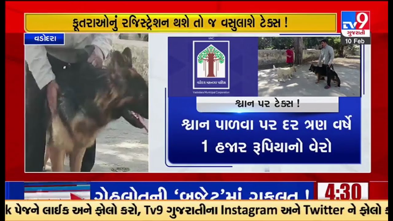 વડોદરા: શ્વાન પાળો છો તો ભરો ટેક્સ ! શ્વાન માટે સુવિધાની ખબર નહીં.. પણ ટેક્સ લેવાની તૈયારી | TV9News