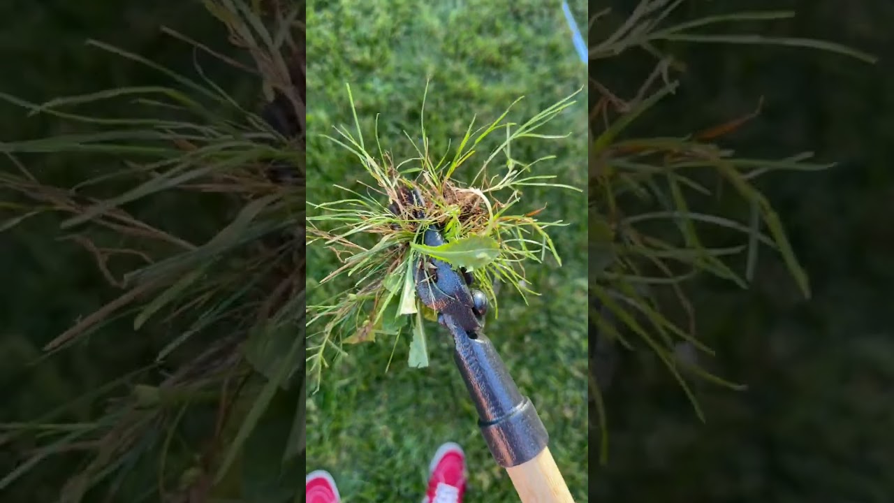 🌿 Effortless Gardening with Grampa's Weeder!