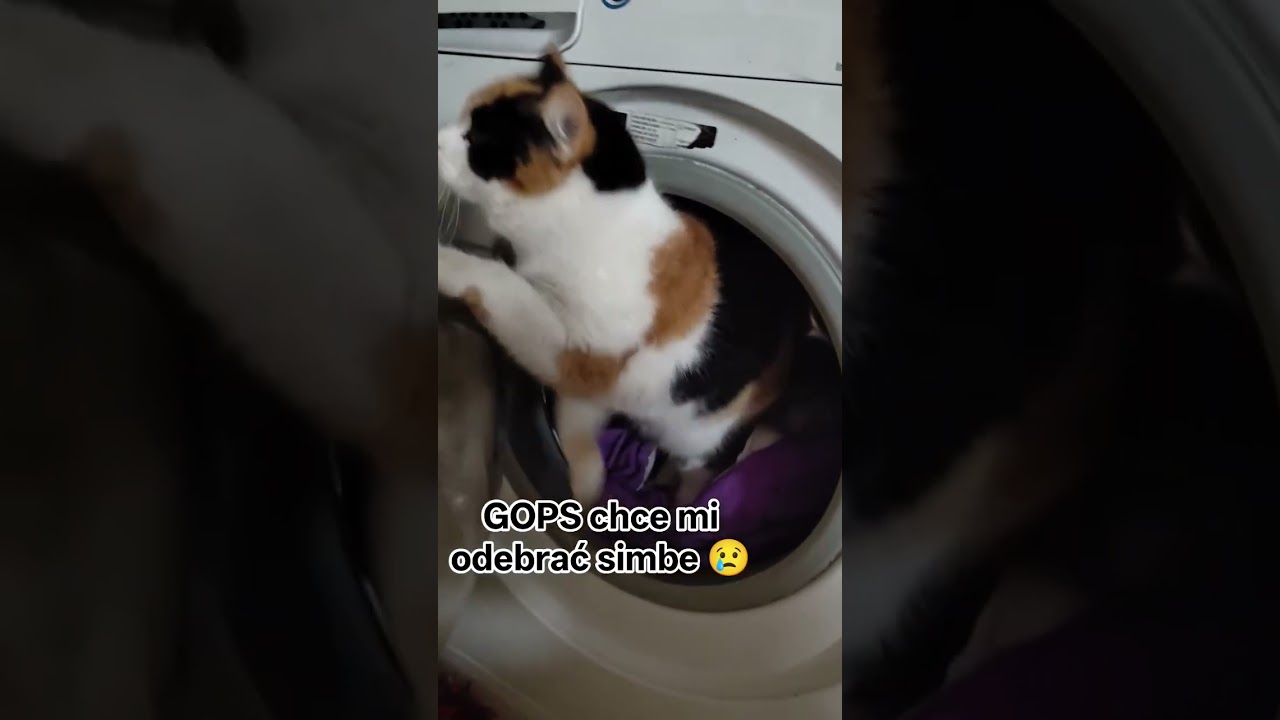 GOPS chce mi zabrać simbe 😢