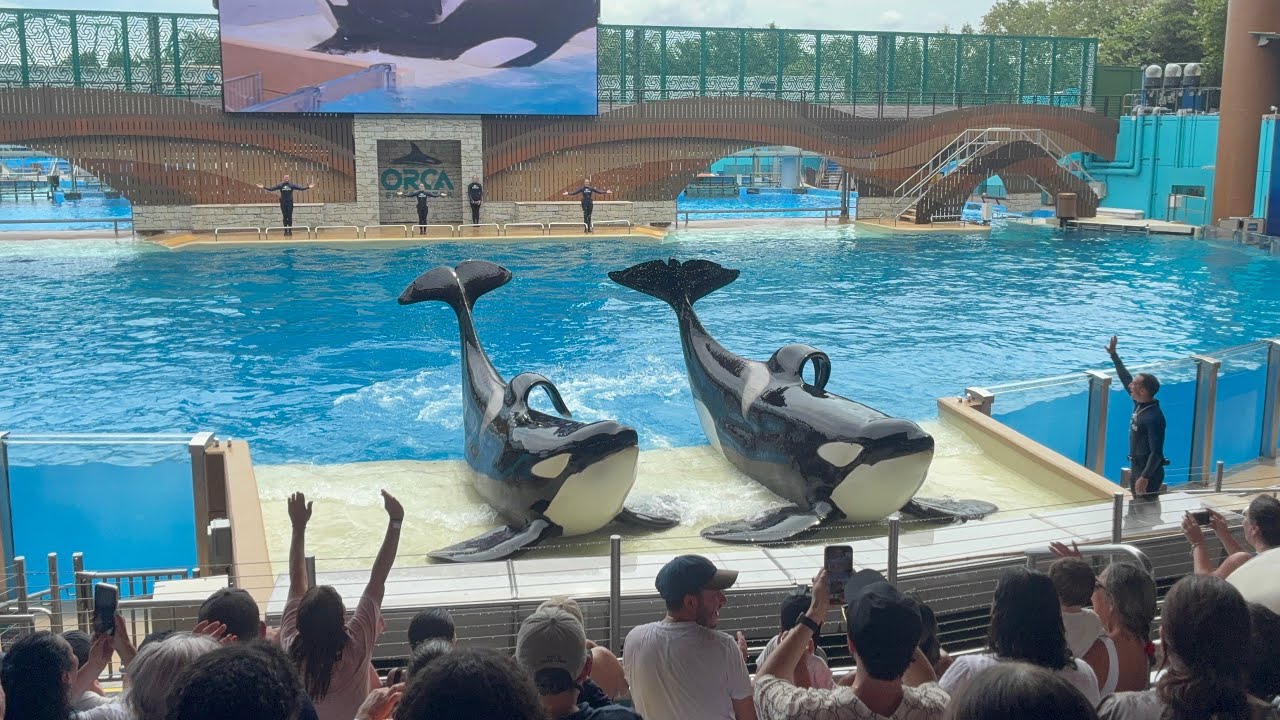 Orca Encounter at SeaWorld Orlando (June 2025)