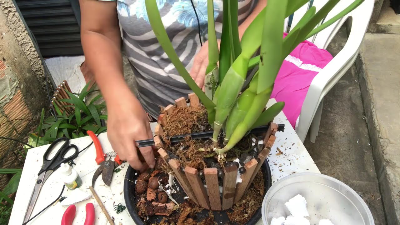 Replante de uma BLC Joao Paulo Fontes.