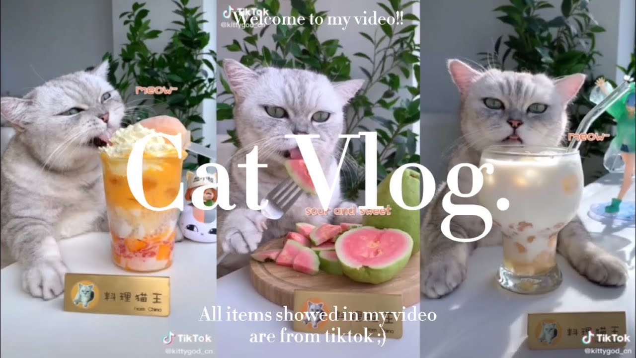 ✨AMAZING CAT COOKING FOOD ASMR✨| TIKTOK COMPILATION