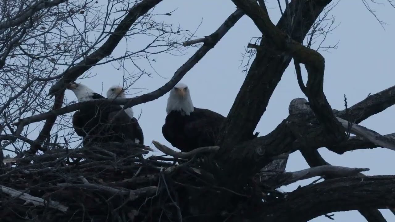 Bald Eagle Trio gathering fresh branches for their nest in the snow