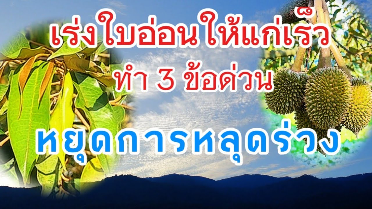 เร่งใบอ่อนให้แก่เร็ว หยุดการหลุดร่วงผลทุเรียน คลิปนี้มีคำตอบ ทำด่วน | แทนคุณแผ่นดินไทย officiall