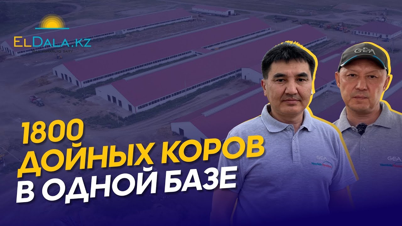 Как строят самую крупную молочную ферму в Казахстане? Возвышенка-СК