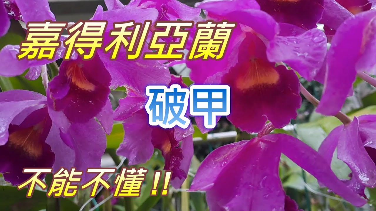 【犀利小農莊58】20241118卡多利阿老花破甲傳奇