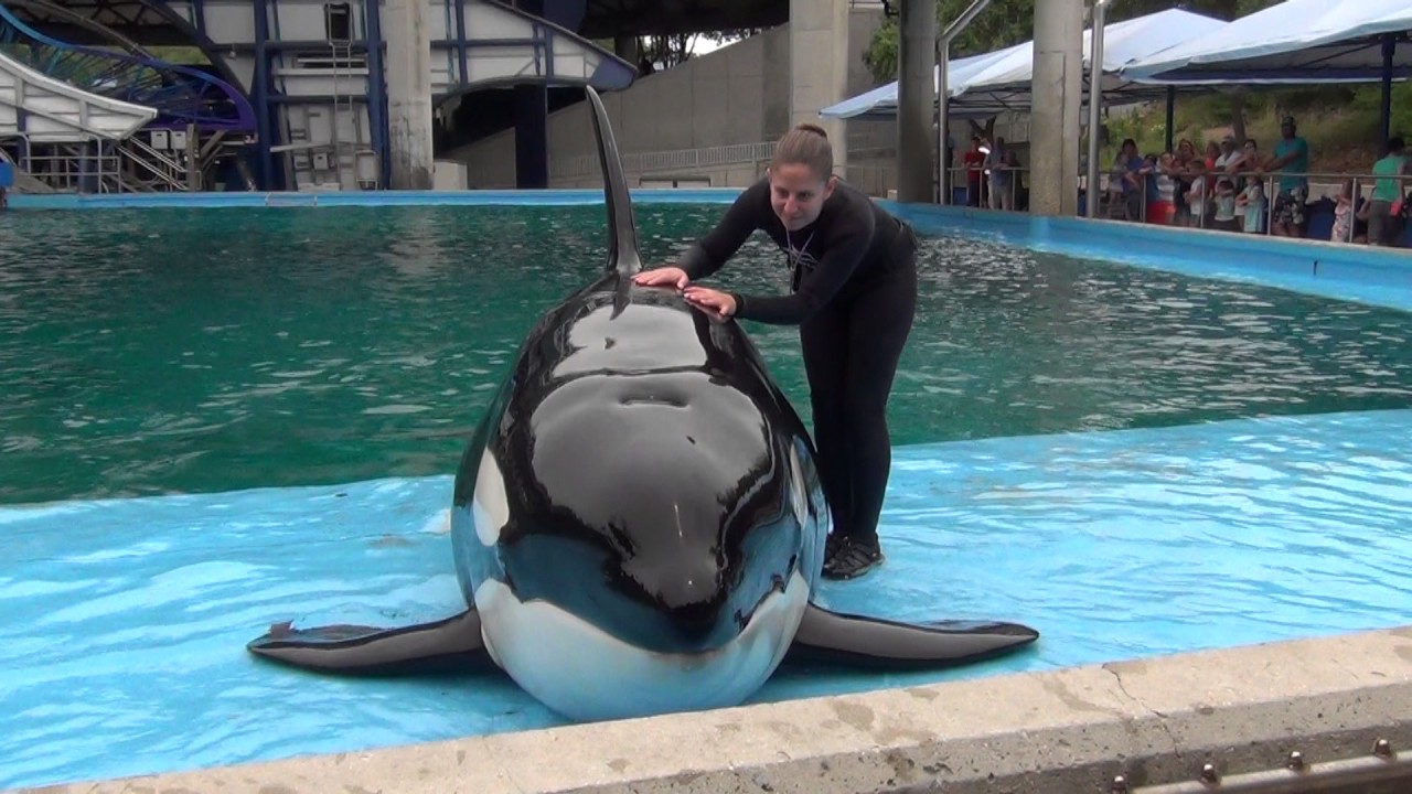 Better Quality: Takara, 6-week-old Kyara, Sakari, Kamea - Dine with Shamu (June 2017)