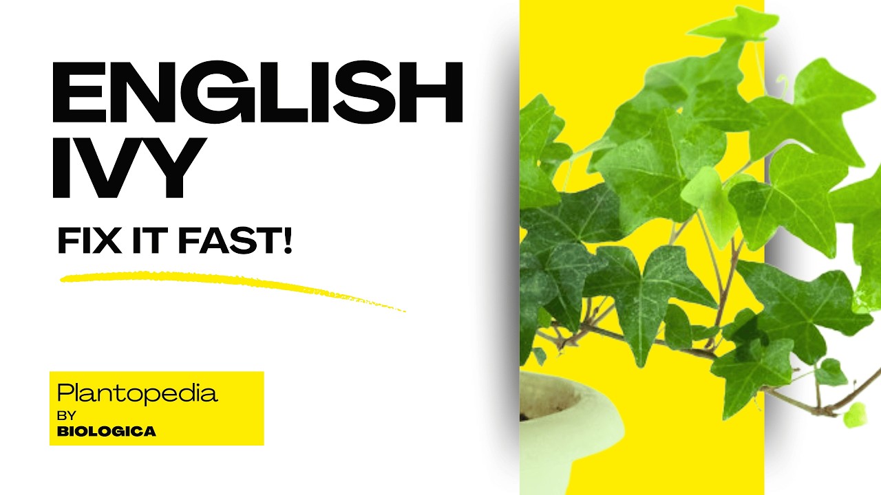 English Ivy Indoors: Care, History, and What Often Goes Wrong