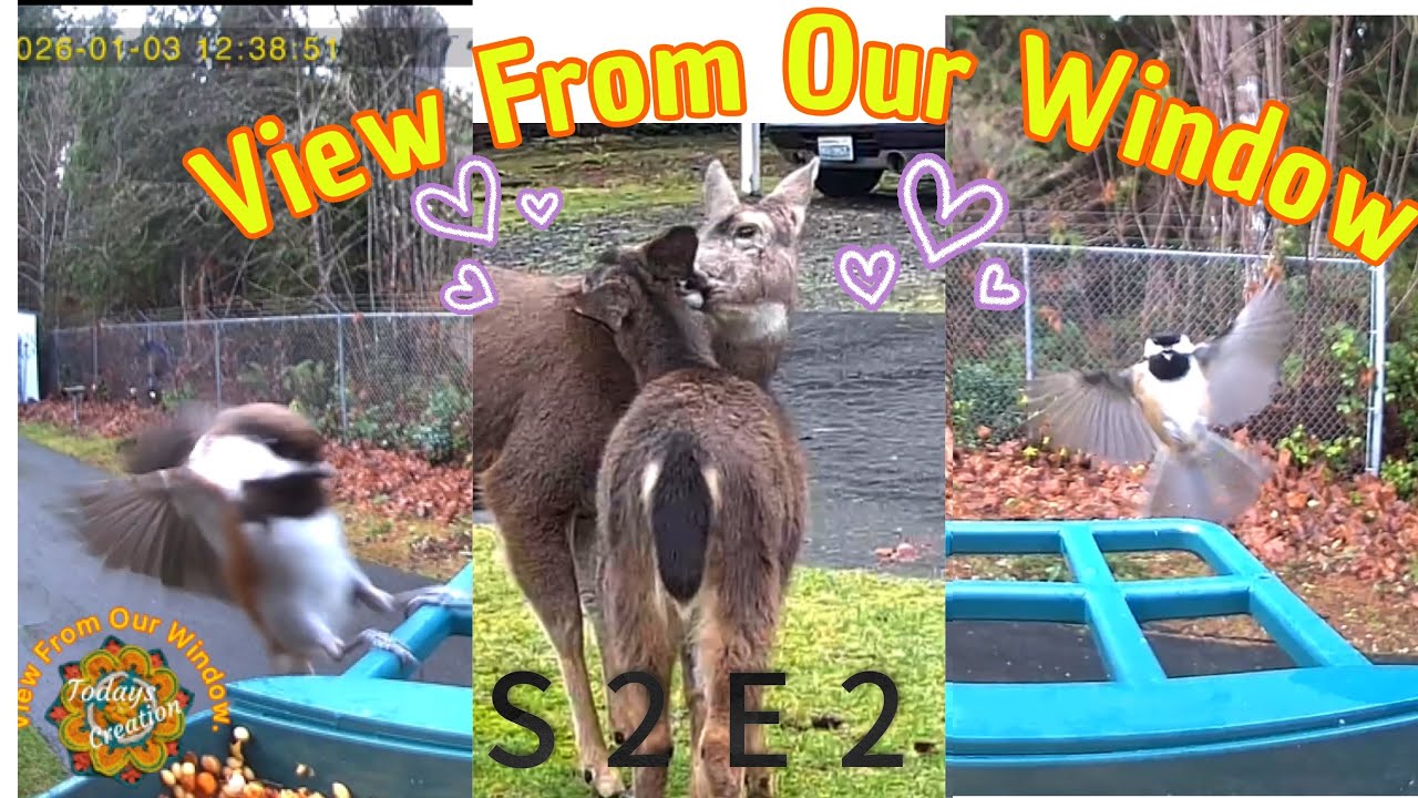 Come relax, Winter is coming to the PNW. Deer Bird Feeder View From Our Window* Todays Creation.