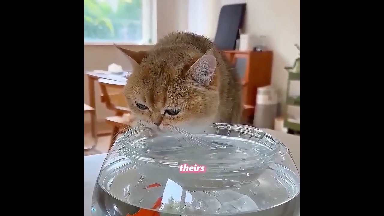 Хозяин всегда решает проблемы за кота #шорты #кот #питомцы