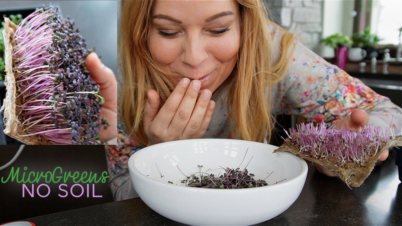 Grow Microgreens with NO SOIL in ONLY 8 Days, Seed to Harvest, EASY High Nutrient food in the home!
