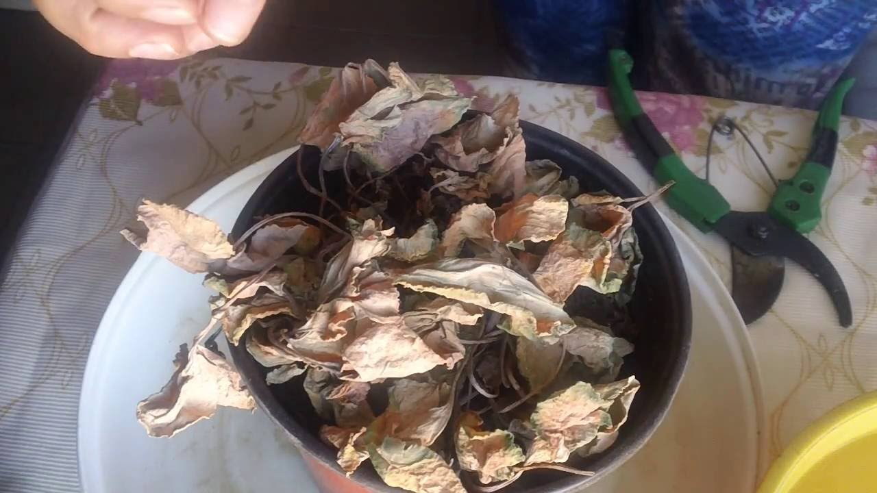 como hacer que reviva una violeta de persia