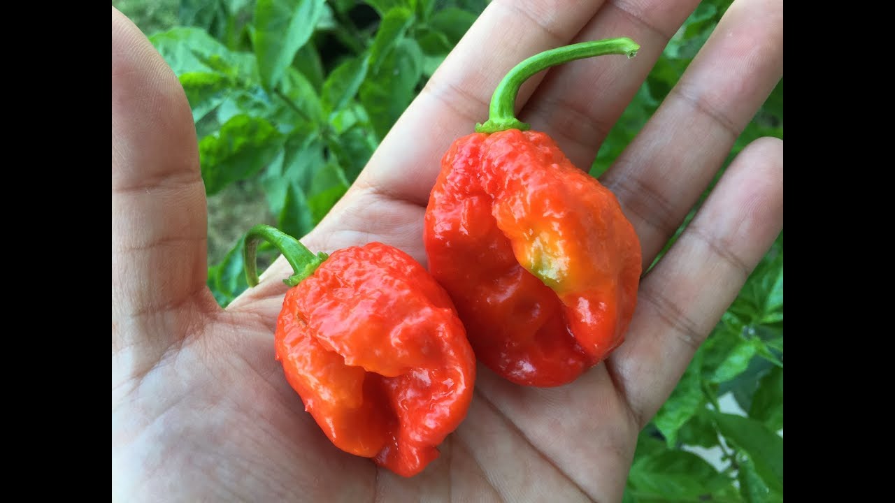 What's That Pepper Ep34 - Chocolate Scotch Bonnet X