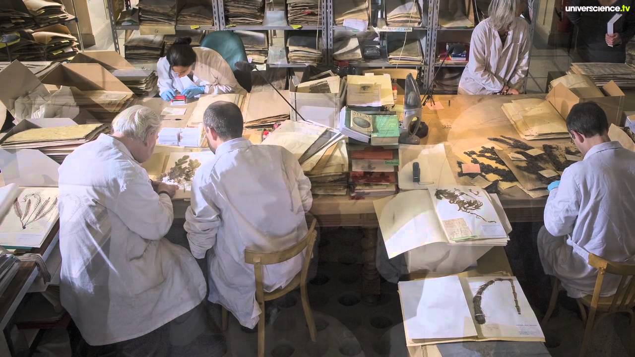 Herbier #33 : Botanique d’hier et d’aujourd’hui