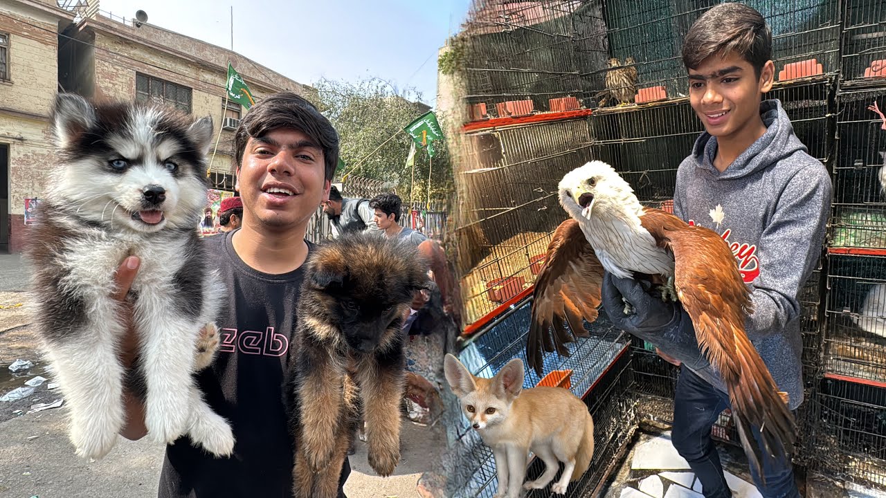 Fox lena Krachi Pet Market Agea 😍