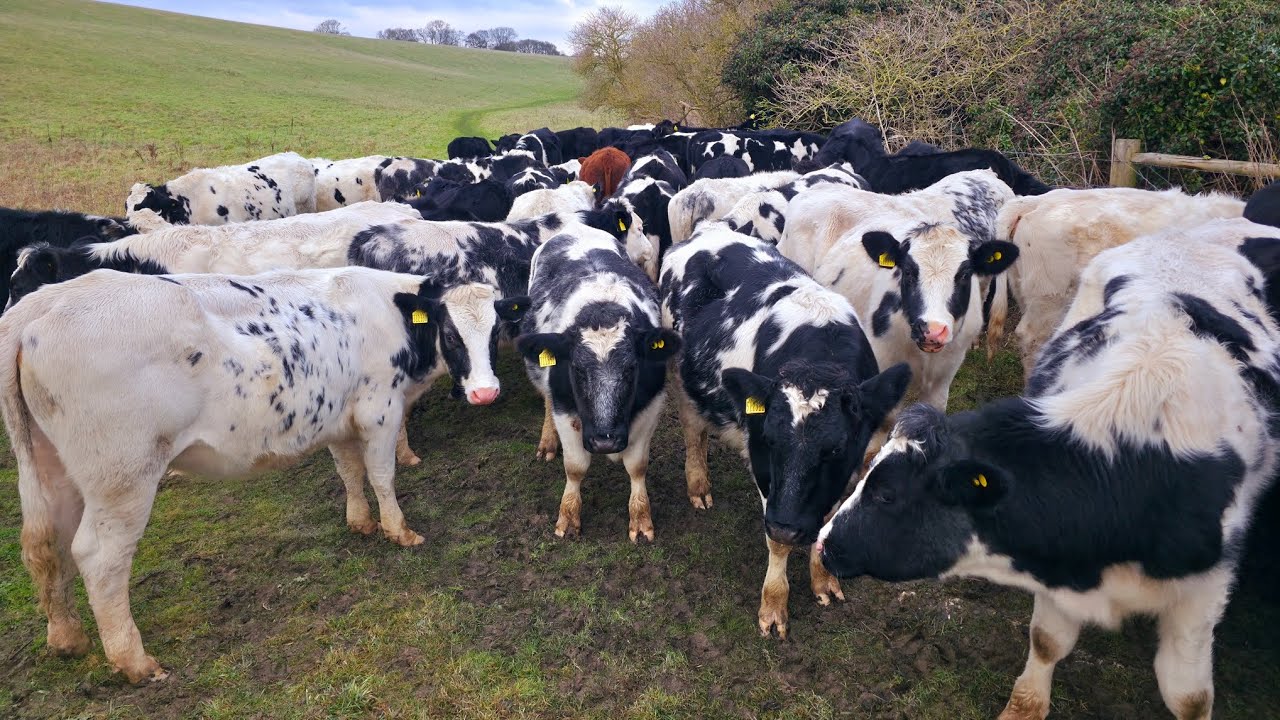 🐮 British Blue Cattle getting distracted. But what is it? 