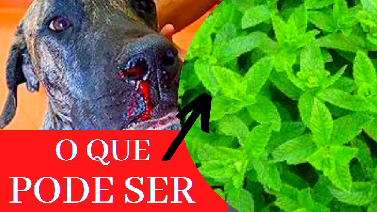 [DOENÇA GRAVE ] Cachorro Sangrando o Nariz| Hemorragia Nos Cães?