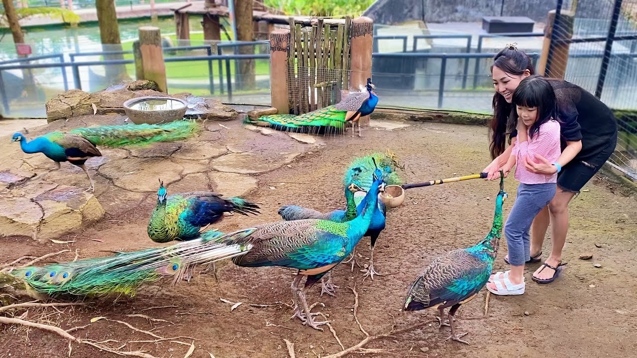 Kasih Makan Burung Merak Banyak Sekali - Peacock di Kebun Binatang