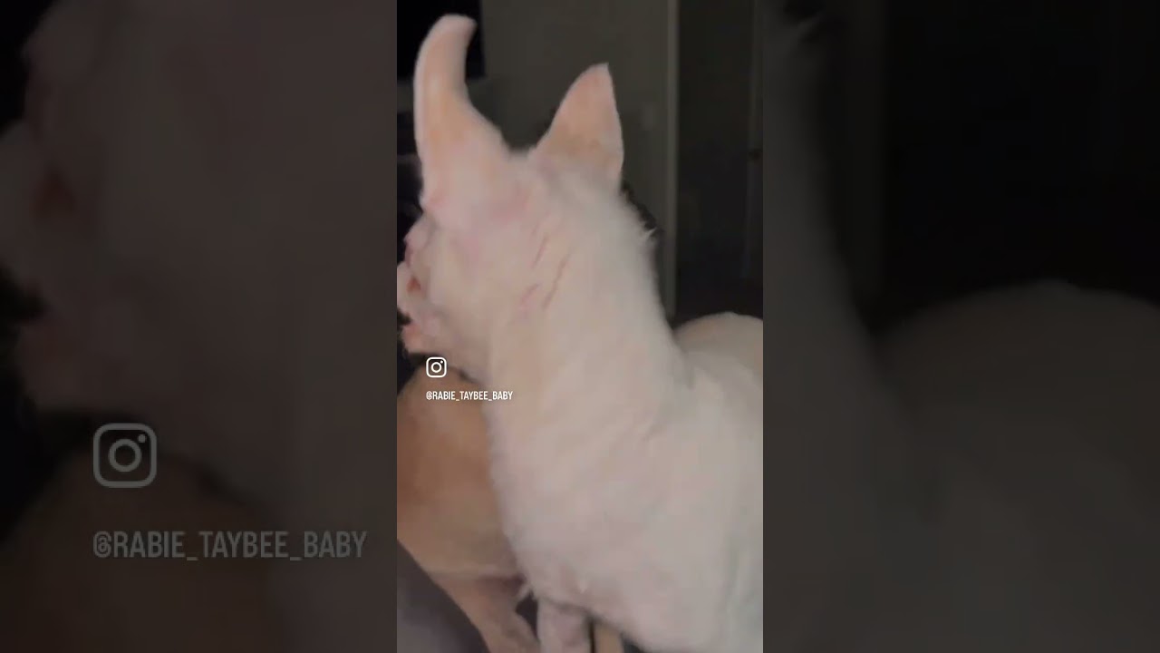 Crazy Chihuahua Growls Like A Demon
