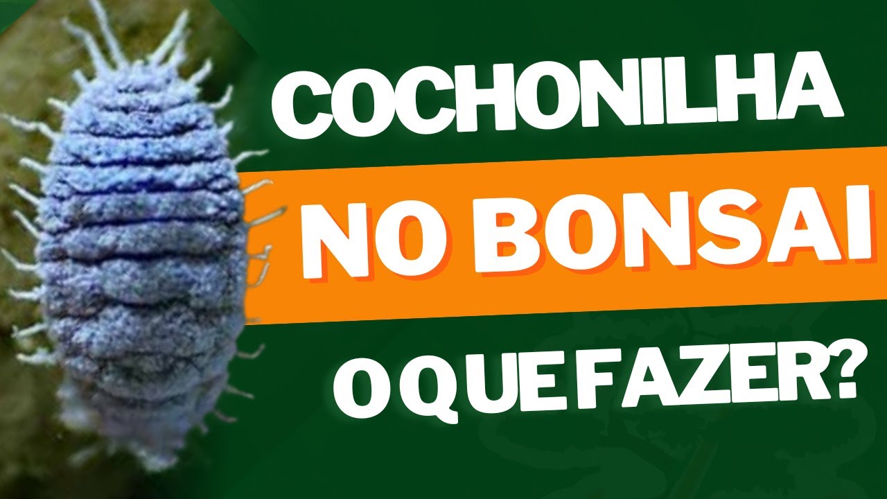 ELIMINANDO A PRAGA DA COCHONILHA EM SEU BONSAI